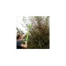 Аккумуляторный телескопический кусторез Greenworks G40PH51 22147T